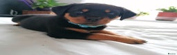 Rottweiler dogs for sale: Rottweiler male - Advert 12
