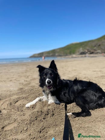 Cheap farm bred border collies for sale Store