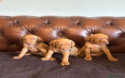 Hungarian Vizsla dogs for sale: Gorgeous Viszla Puppies - Image 1