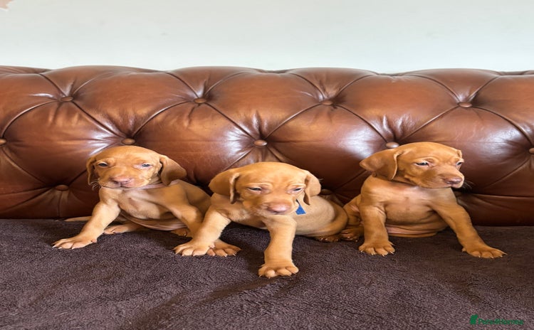 Hungarian Vizsla dogs - Advert 1