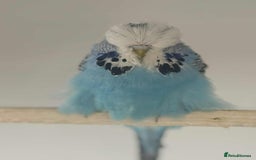 Budgerigars birds for sale: Selection of Budgies’s  - Advert 4