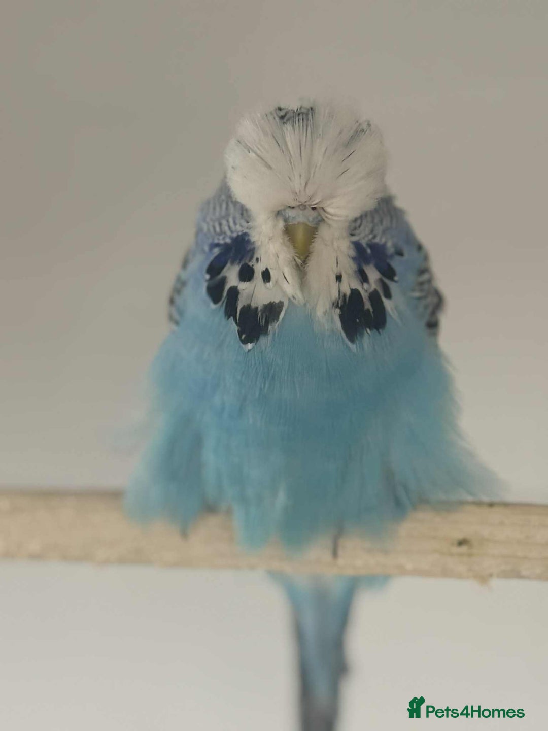 Budgerigars birds for sale: Selection of Budgies’s  - Advert 4