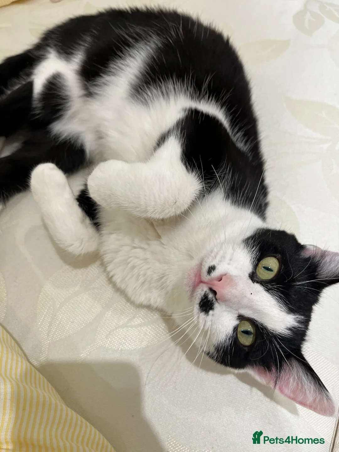 Mixed Breed cats for sale: Oreo  - Advert 2