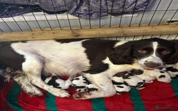 English Springer Spaniel dogs for sale: English springer spaniels puppy’s  - Image 6