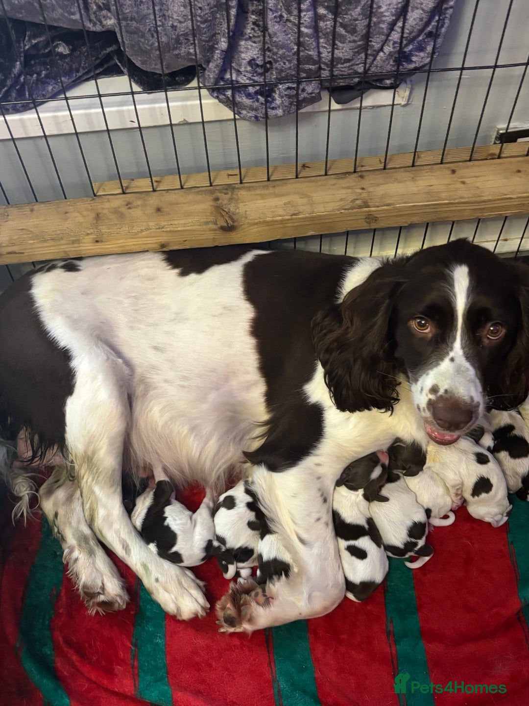 English Springer Spaniel dogs for sale: English springer spaniels puppy’s  - Image 6