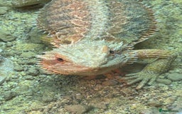 Bearded Dragon reptiles for sale:  Female Bearded dragon and full vivarium set up. - Image 1