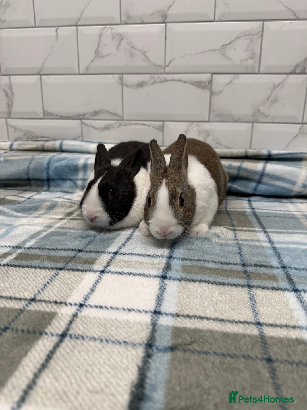 Dutch rabbits for sale: Baby Dutch Rabbits For Sale - Advert 5