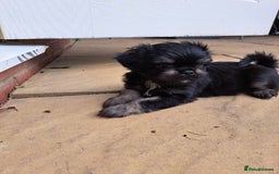 Mixed Breed dogs for sale: Pug puppies for sale  - Image 3