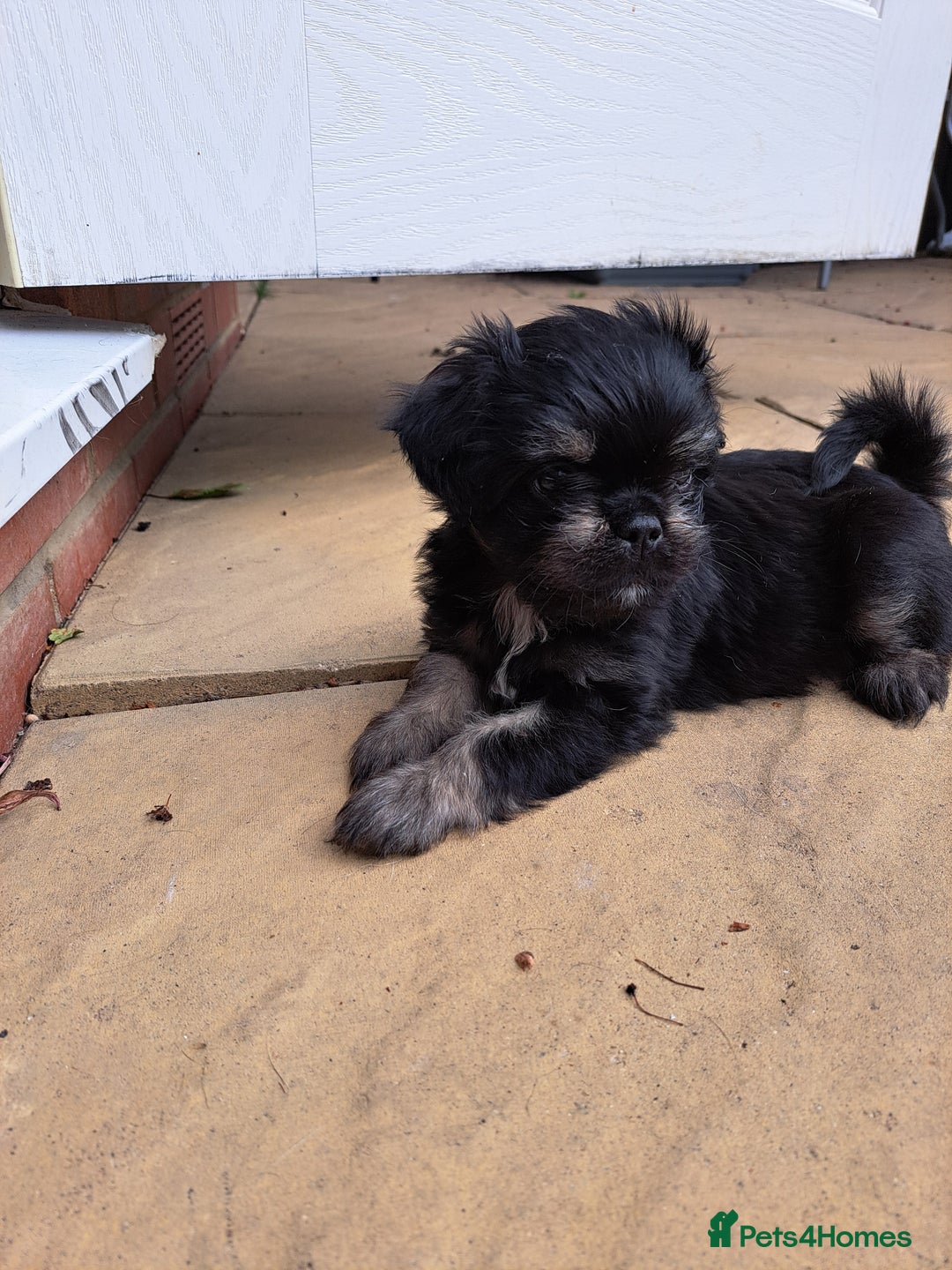 Mixed Breed dogs for sale: Pug puppies for sale  - Image 3