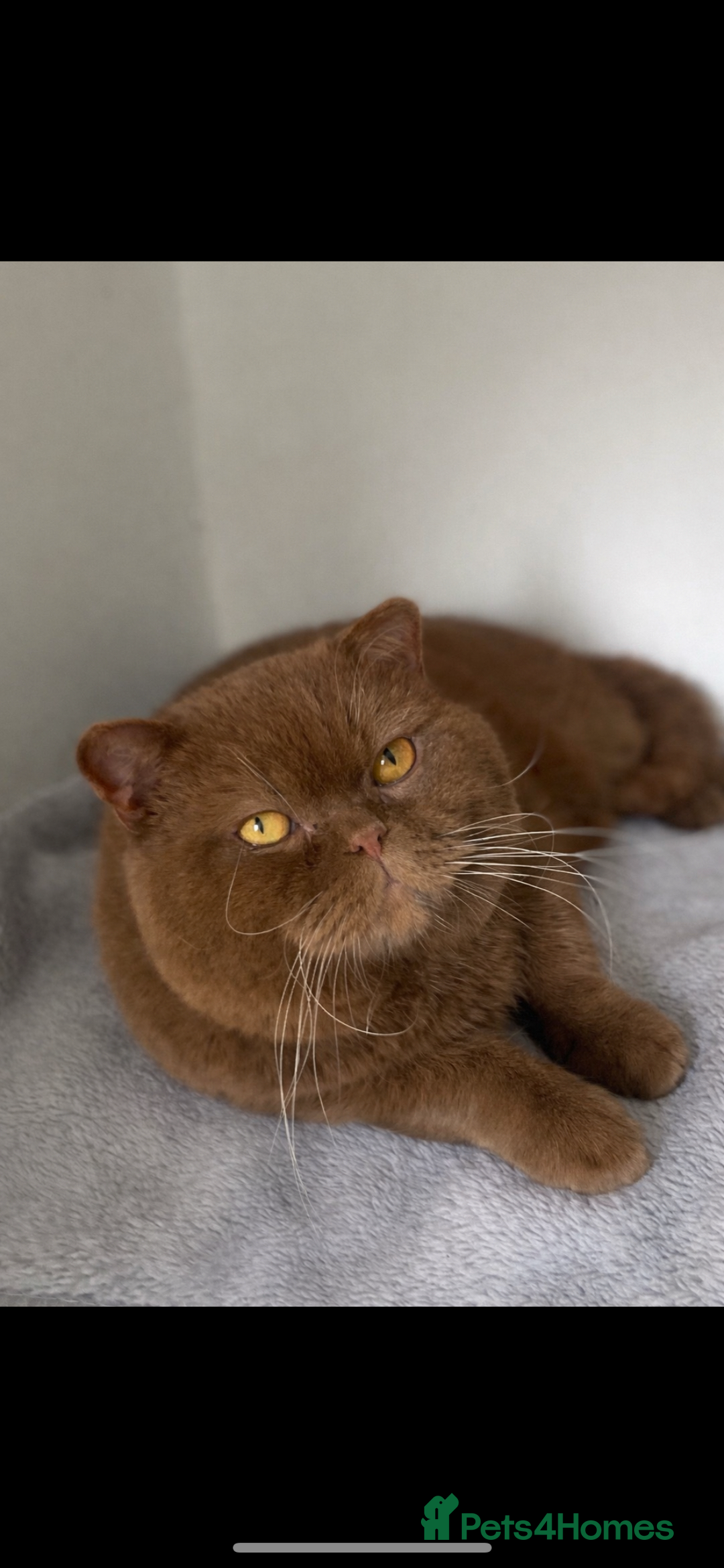 British Shorthair cats for stud: 🧸. CINNAMON CARRYING CHOCOLATE GCCF TICA  - Advert 1