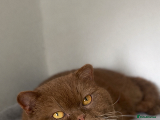British Shorthair cats 🧸. CINNAMON CARRYING CHOCOLATE GCCF TICA - Advert 4
