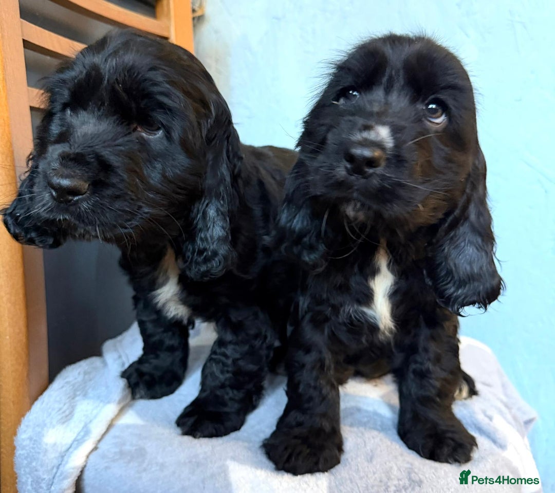 Cocker Spaniel dogs for sale: Show type Cocker Spaniel puppies  - Advert 13