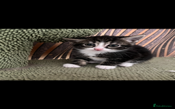 Mixed Breed cats for sale: Mixed breed- Norwegian Forest Cat  - Image 13