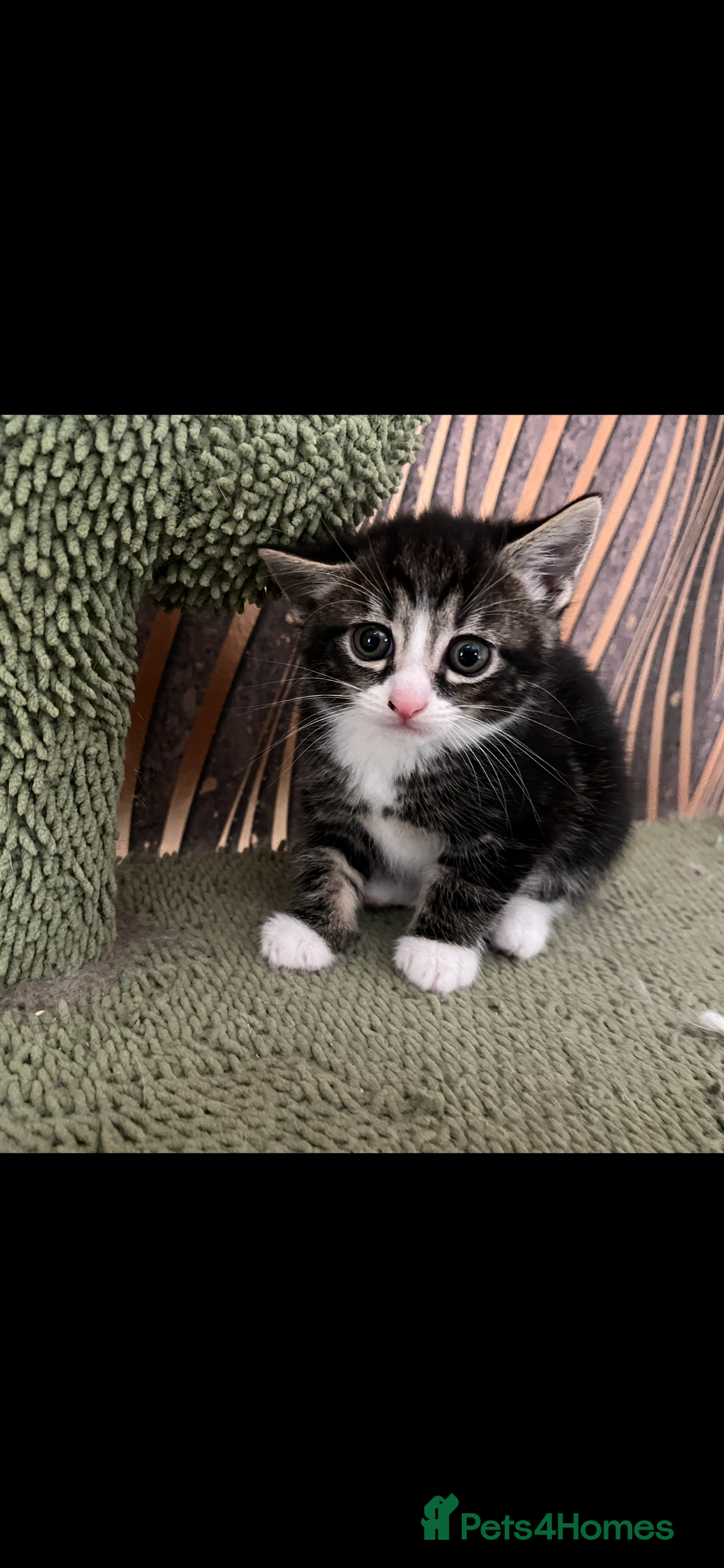 Mixed Breed cats for sale: Mixed breed- Norwegian Forest Cat  - Image 13