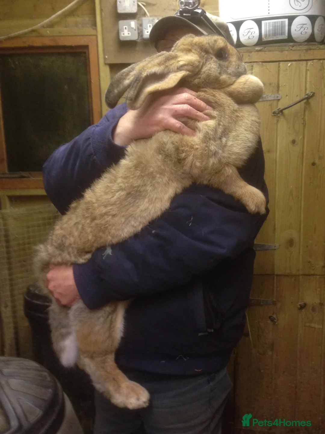 Continental Giant rabbits for sale: Red eyed white Continental Giant babies - Advert 2