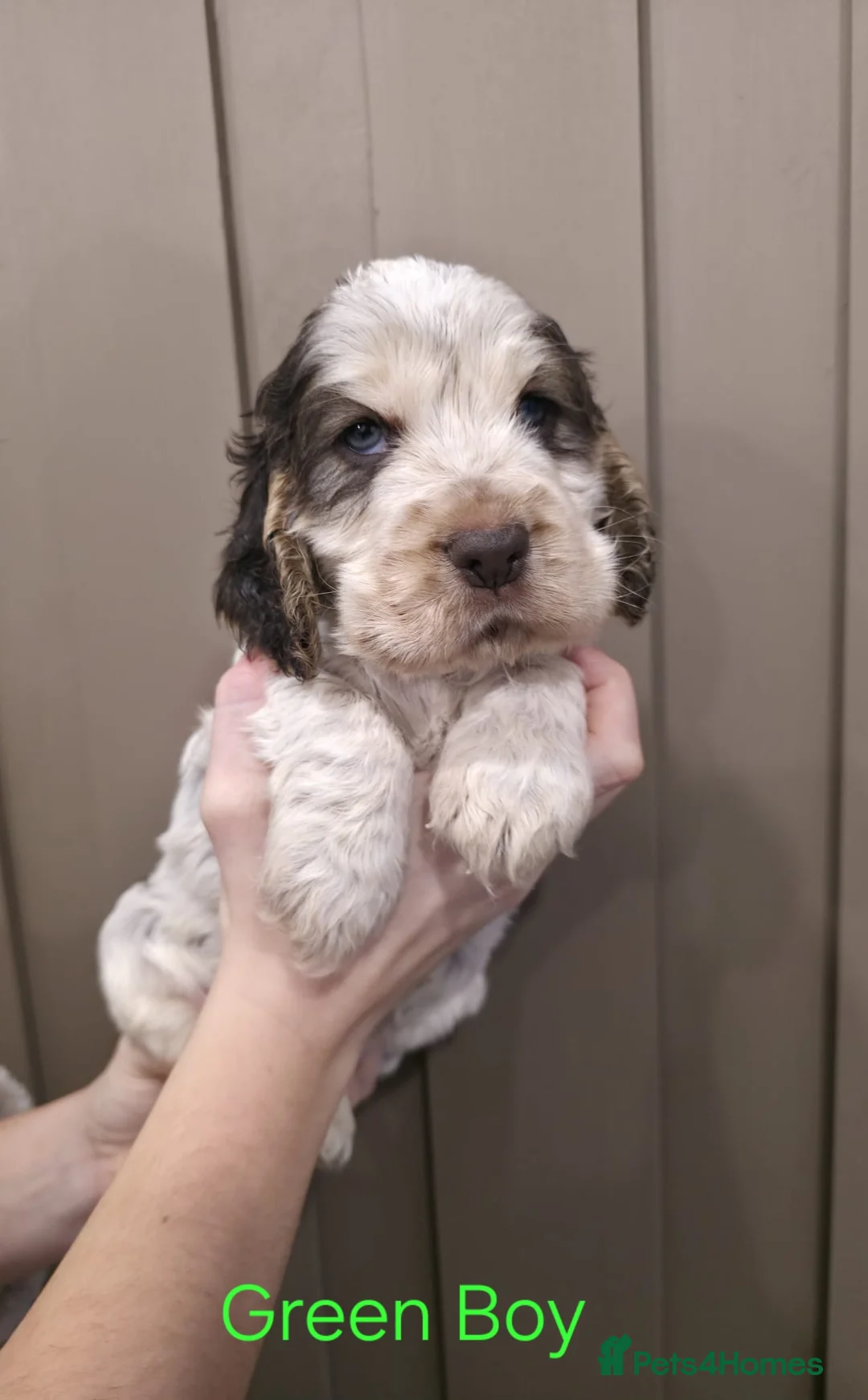 Cocker Spaniel dogs for sale: Show Type Cocker Spaniels Ready to leave now - Advert 22