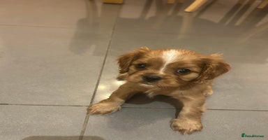 Cavalier King Charles Spaniel dogs ONE KC REG CAVALIER KING CHARLES BOY  AVAILABLE  - Advert 9