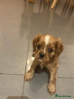 Cavalier King Charles Spaniel dogs ONE KC REG CAVALIER KING CHARLES BOY AVAILABLE - Advert 6