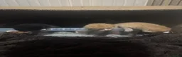 Domestic Shorthair cats for sale: 7 kittens  - Advert 9