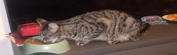 Mixed Breed cats for sale: Looking to sell my two beautiful girls  in Bridgend - Advert 8