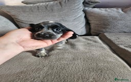 Cocker Spaniel dogs for sale: Beautiful cocker spaniel pups - Image 21