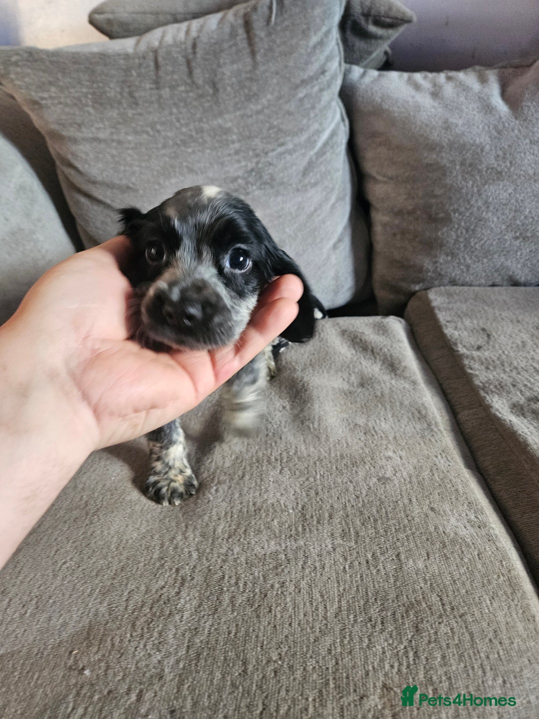 Cocker Spaniel dogs for sale: Beautiful cocker spaniel pups - Image 21