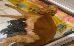 Mixed Breed dogs for sale: Hungarian Viszla X German Pointer female pup. - Image 4