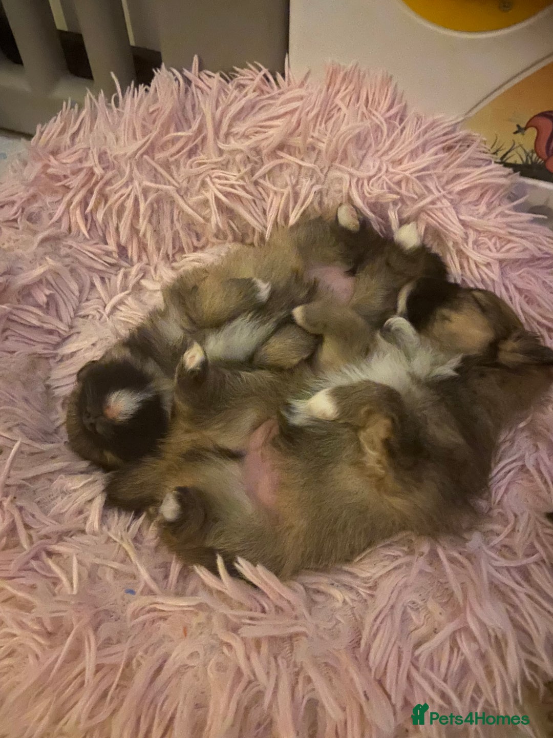 Pomeranian dogs for sale: Beautiful Pomeranian puppies  - Advert 4