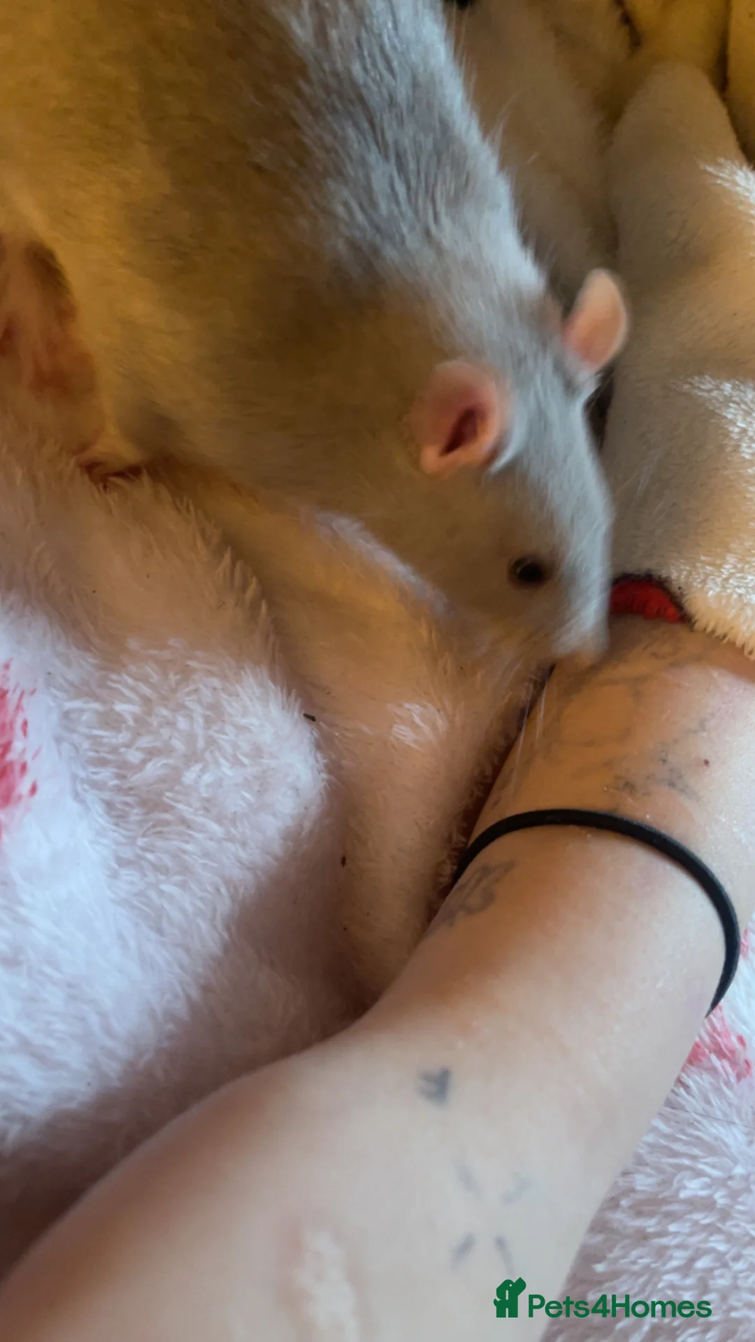 Rat rodents for sale: 3 rats for sale in Moreton-in-Marsh - Advert 2