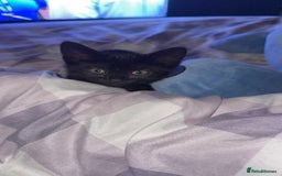 Domestic Shorthair cats for sale: Ready for her forever home  - Image 3