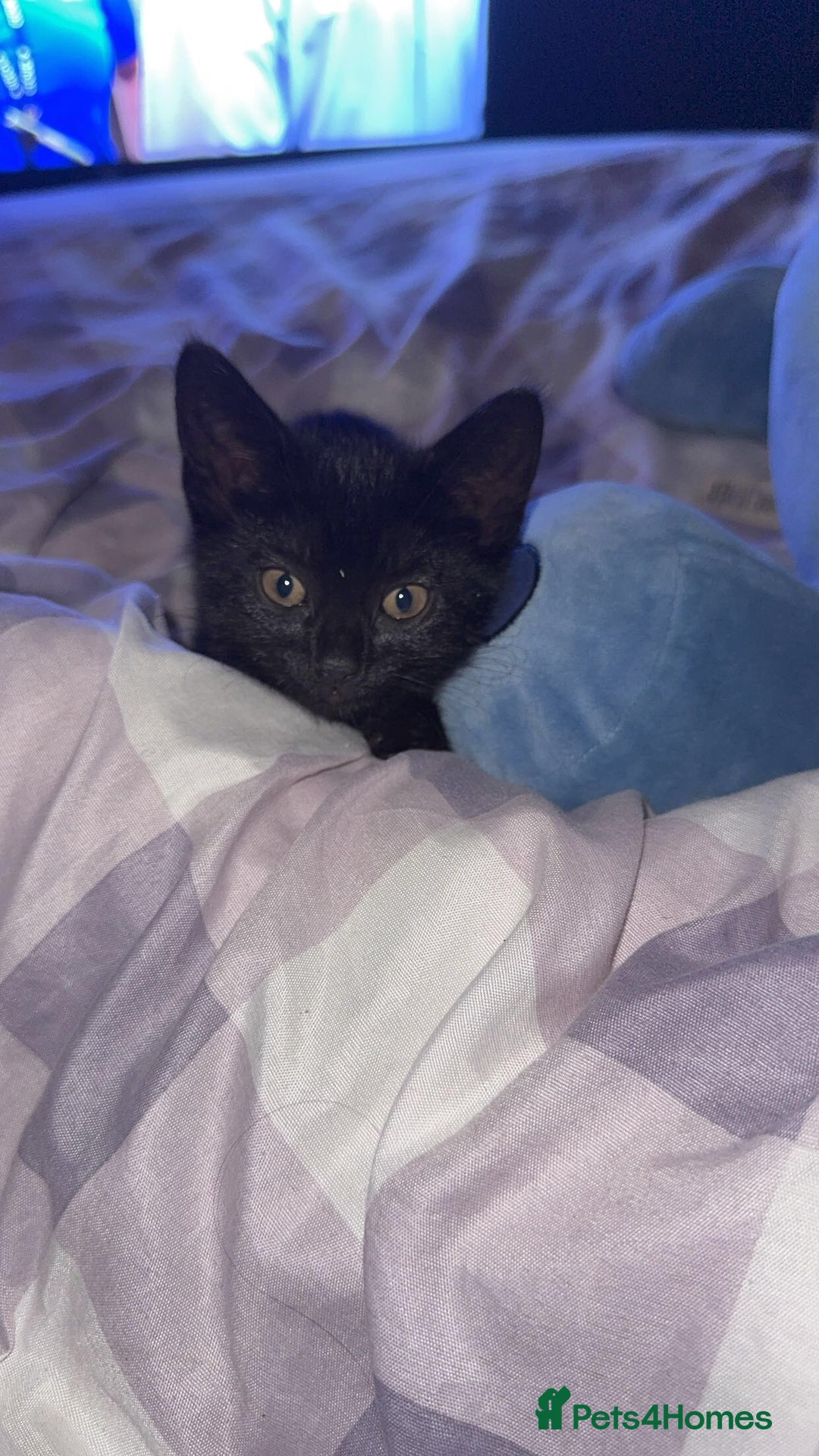 Domestic Shorthair cats for sale: Ready for her forever home  - Image 3