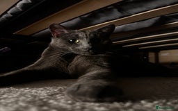 Russian Blue cats for sale: Russian blue (male) 💙 - Image 3
