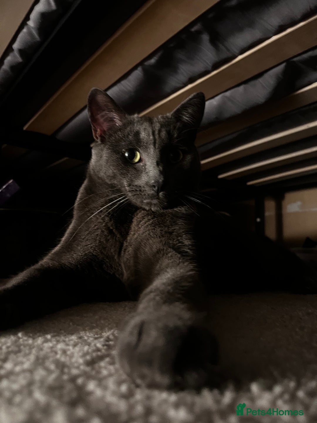 Russian Blue cats for sale: Russian blue (male) 💙 - Image 3