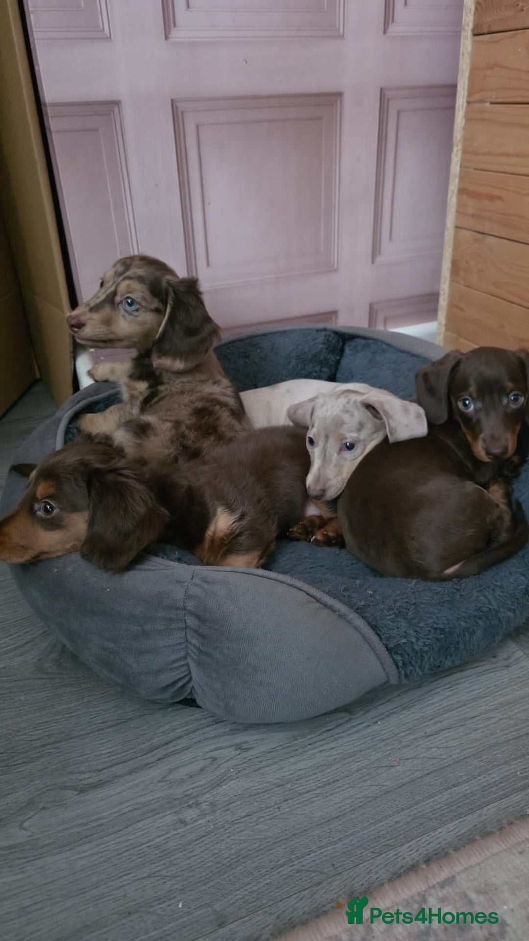 Miniature Dachshund dogs for sale: Meet Your New Friend Miniature Dachshund Pups! - Advert 2