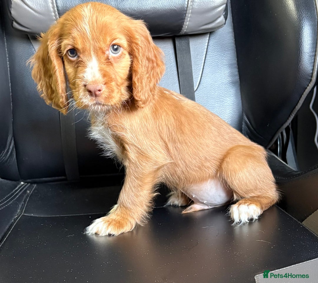 Cocker Spaniel dogs for sale: READY NOW MALE KC RED WORKING COCKER SPANIELS - Image 4