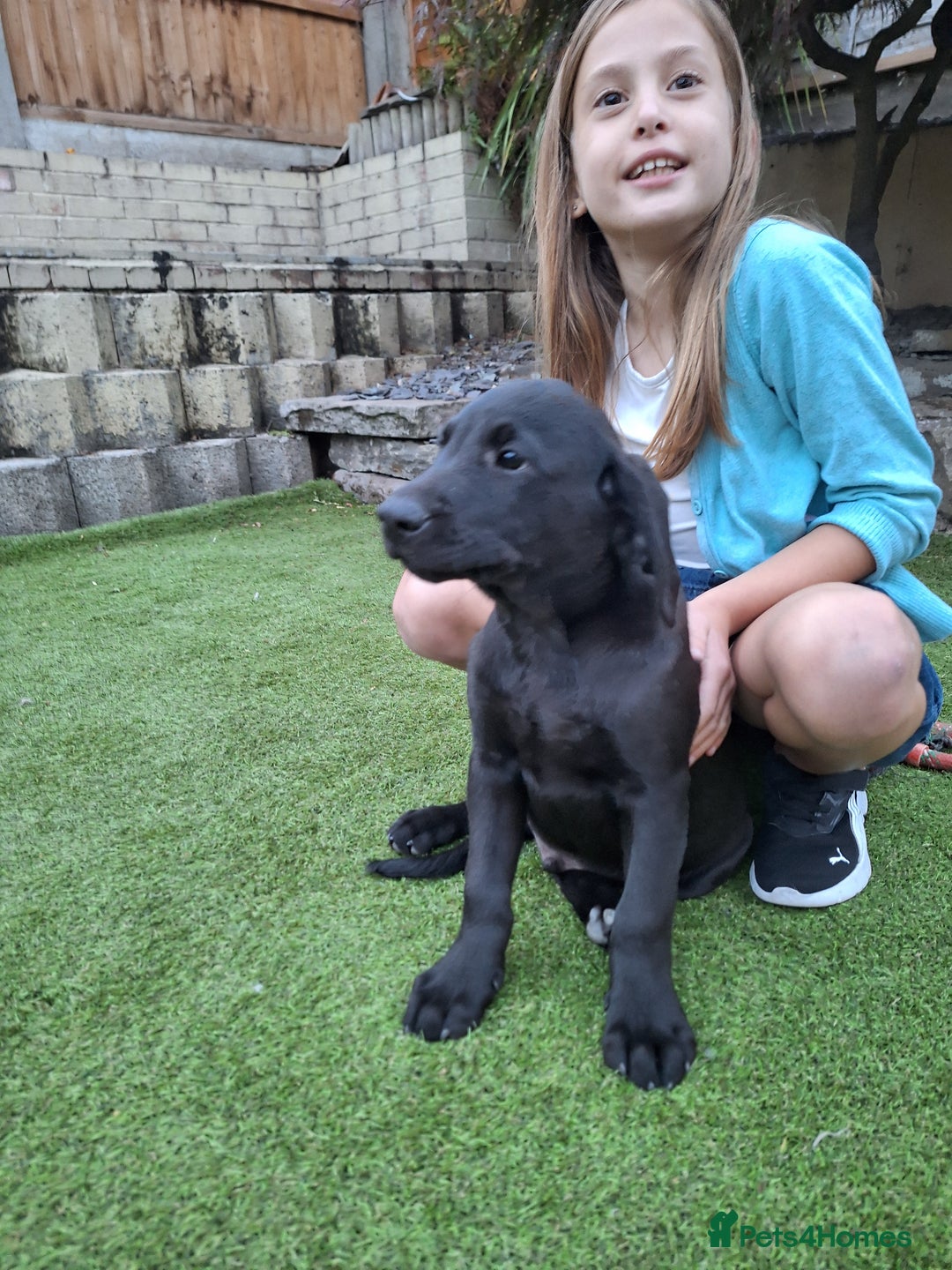 Labrador Retriever dogs for sale: ONLY 2 LEFT. Beautiful Healthy Labrador Puppies - Image 29
