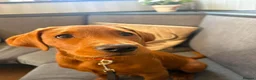 Labrador Retriever dogs for sale: Fox Red Lab For Sale in Middlewich - Advert 2