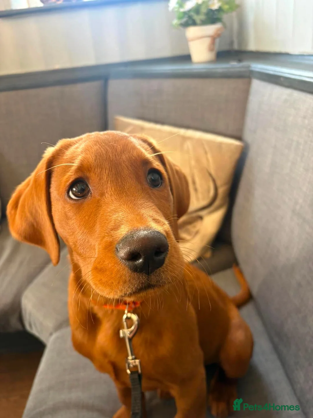 Labrador Retriever dogs for sale: Fox Red Lab For Sale in Middlewich - Advert 2