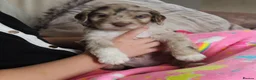 Cockapoo dogs for sale: Cockerpoo puppies  - Advert 6