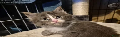 Maine Coon Kitten 4
