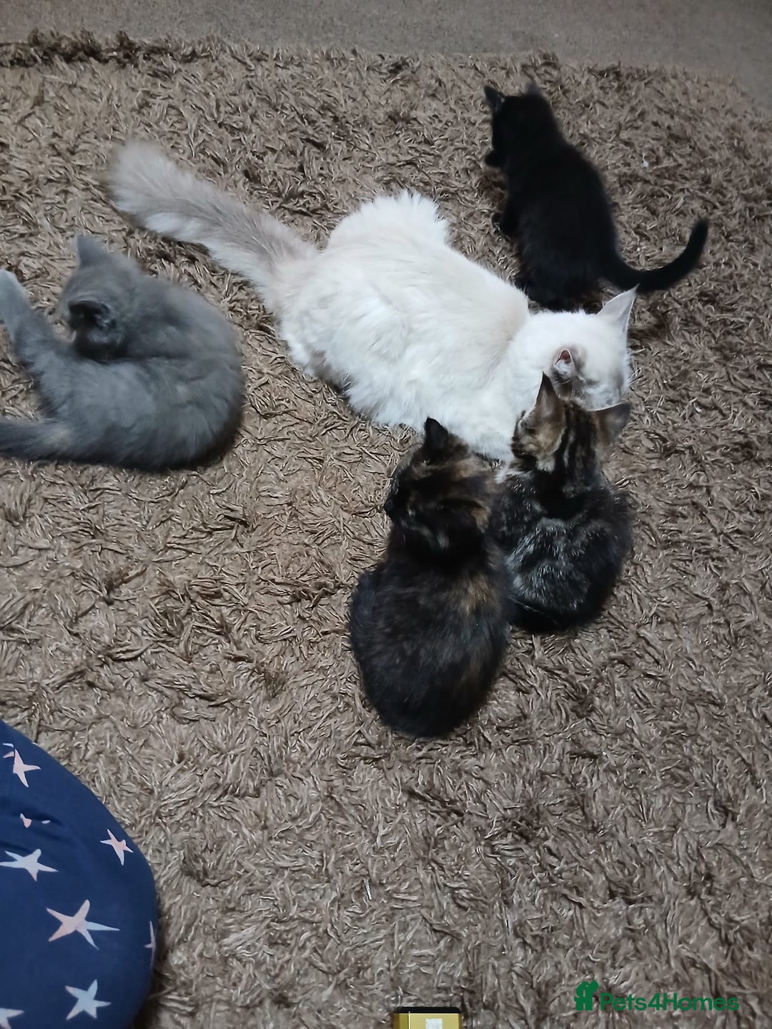 Mixed Breed cats for sale: Ragdoll mixed kittens Grey. Tabby. Speckled. Black - Advert 2