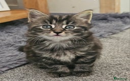 Mixed Breed cats for sale: Gorgeous fluffy kittens.READY NOW - Image 1