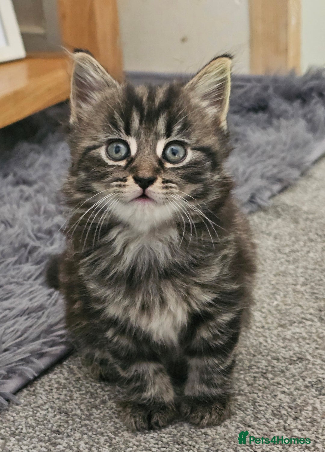 Mixed Breed cats for sale: Gorgeous fluffy kittens.READY NOW - Image 1