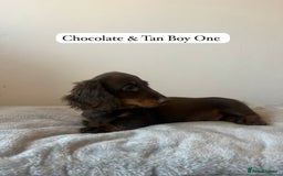 Miniature Dachshund dogs for sale: Last Long Haired Miniature Dachshund puppy in Gravesend - Image 5