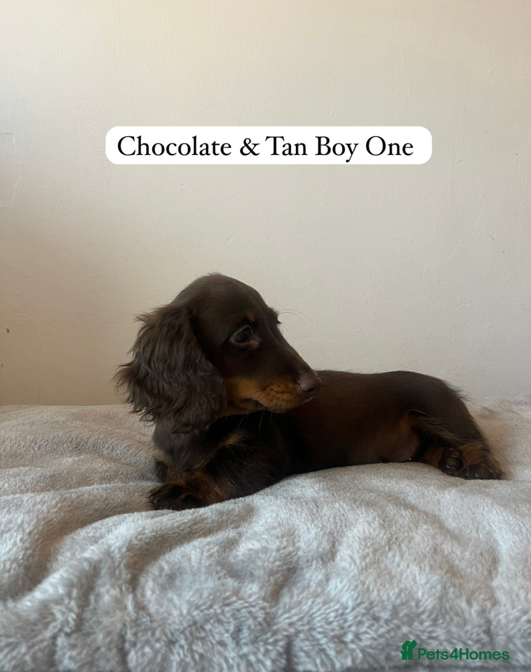 Miniature Dachshund dogs for sale: Last Long Haired Miniature Dachshund puppy in Gravesend - Image 5