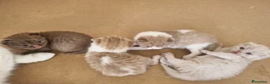 British Shorthair 5