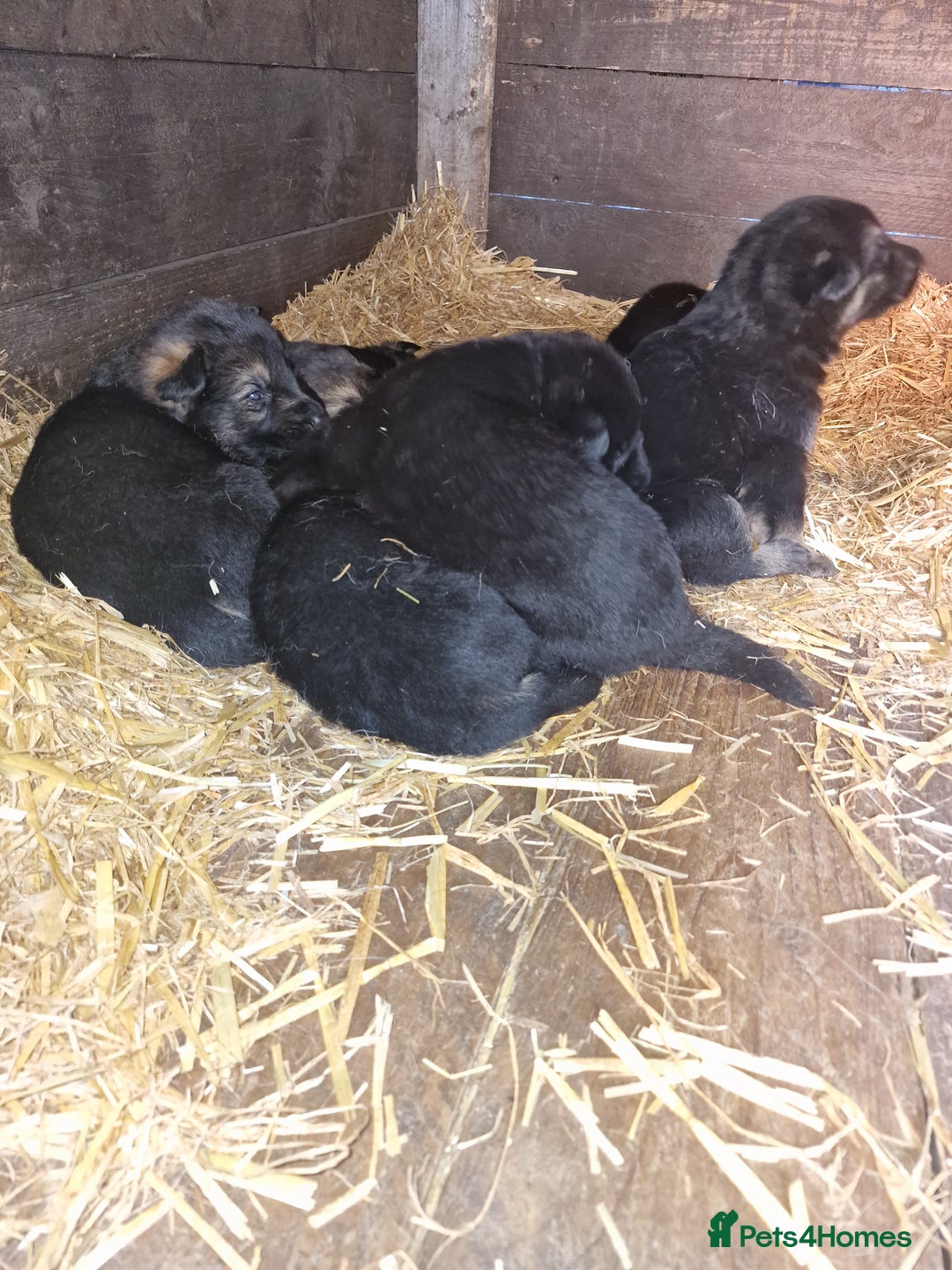 German Shepherd dogs for sale: German shepherd pups, HULL - Image 13