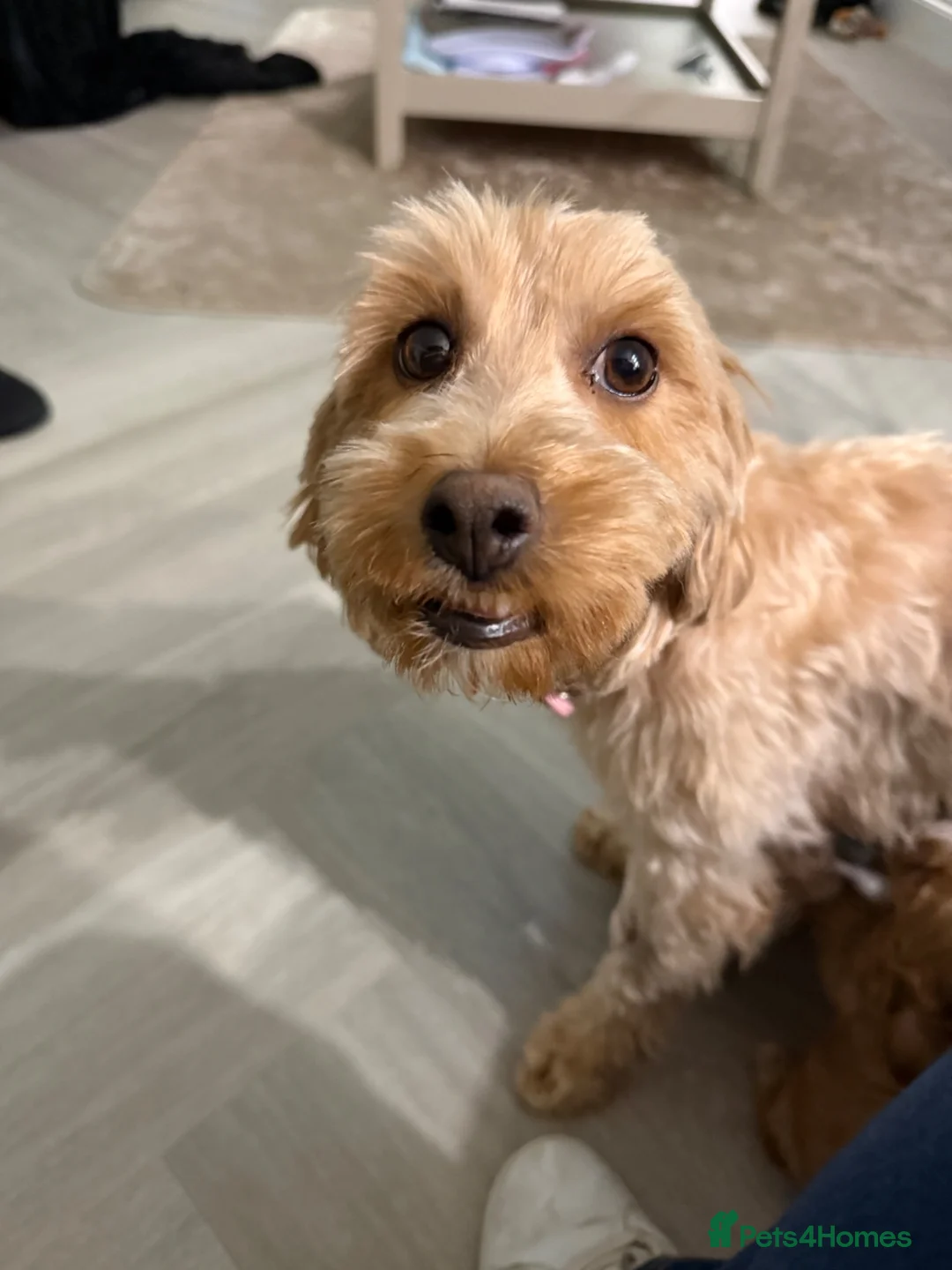 Cockapoo dogs for sale: Two stunning miniture Cockapoos left  in Tadworth - Advert 1