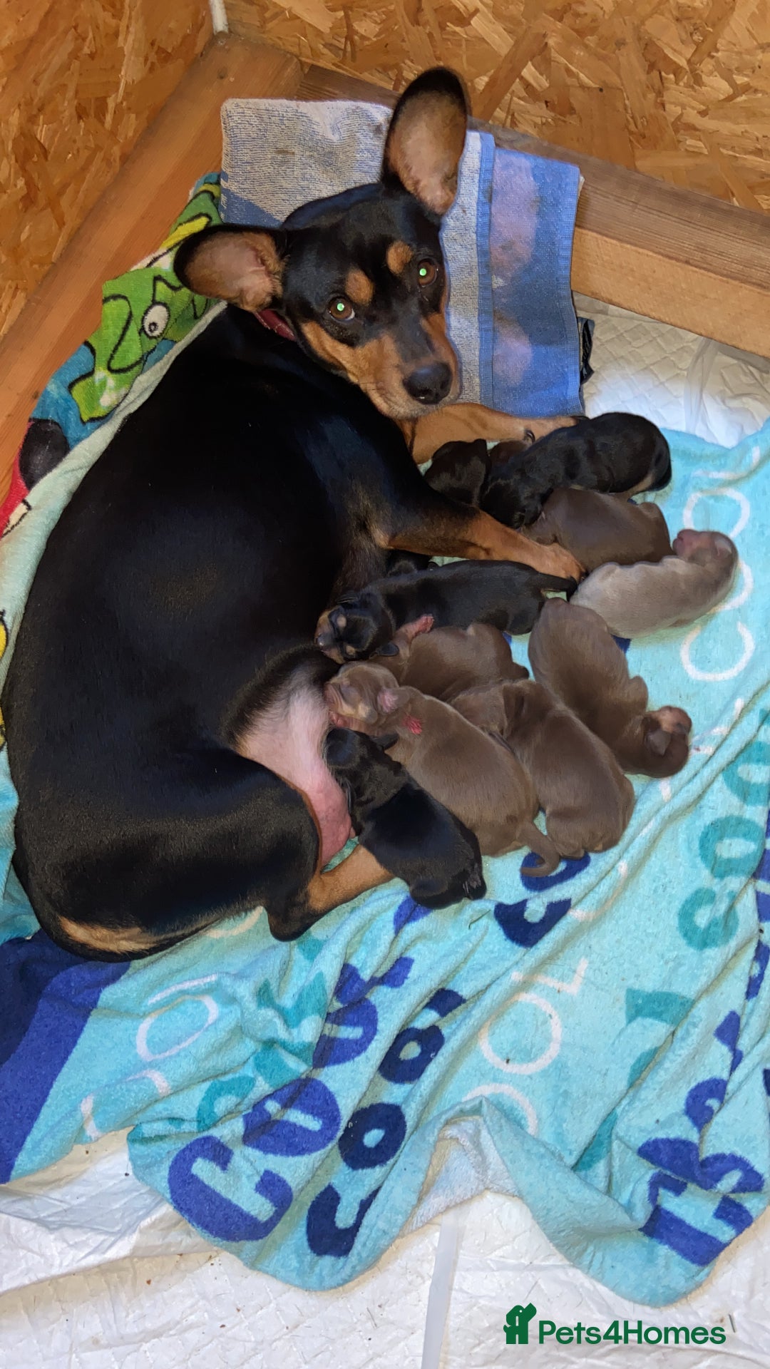 Mixed Breed dogs for sale: Sweet dachshund/ frenchie - Advert 11