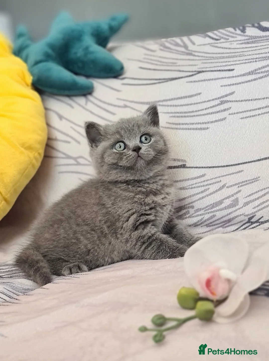 British Shorthair cats for sale: Full vaccination&Register GCCF BSH kittens 💝💙 - Advert 2
